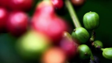 Olgun kahve çekirdekleri hasat edilmeyi bekliyor, bulanık etki.