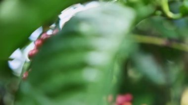 Olgun kahve çekirdekleri hasat edilmeyi bekliyor, bulanık etki.