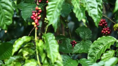 Olgun kahve çekirdekleri hasat edilmeyi bekliyor..