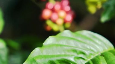 Kahve ağacının üzerinde toplanmaya hazır kırmızı kahve çekirdekleri.. 