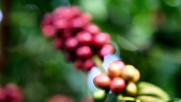 Reife Kaffeebohnen Warten Auf Ihre Ernte — Stockvideo