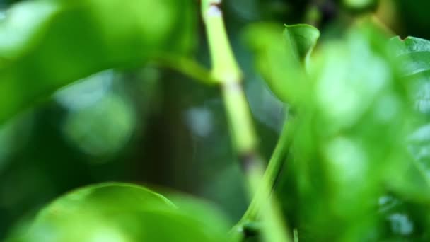 Ripe Coffee Beans Waiting Harvested Blur Effect — Stock Video