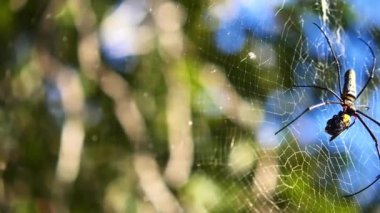 Örümcek ağında dinlenen örümceğe yaklaş