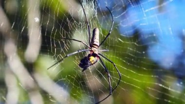 Örümcek ağında dinlenen örümceğe yaklaş