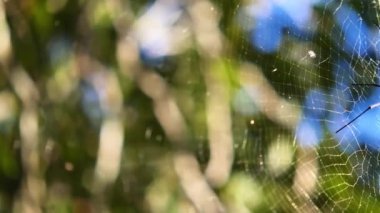 Örümcek ağında dinlenen örümceğe yaklaş