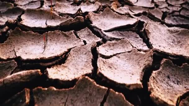 Parched Soil Due Drought Global Warming Global Climate Change Concept — Stock Video