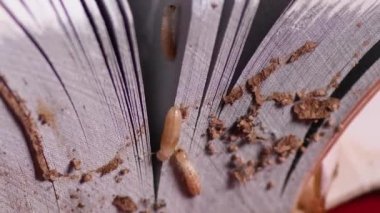 Kâğıt yiyen termitler, kapatın.