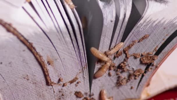 Τερμίτες Τρώνε Χάρτινο Βιβλίο Κοντά — Αρχείο Βίντεο