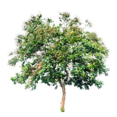 beyaz arkaplanda izole edilmiş yeşil ağaç