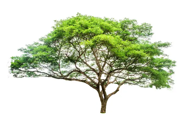 Árvore Verde Isolado Fundo Branco Imagens Royalty-Free