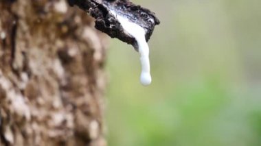 Kauçuk ağaçtan çıkarılan sütlü latekse yakın çekim