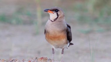 Doğal ortamında yakalı pratincole (Glareola pratincola)