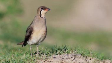 Doğal ortamında yakalı pratincole (Glareola pratincola)