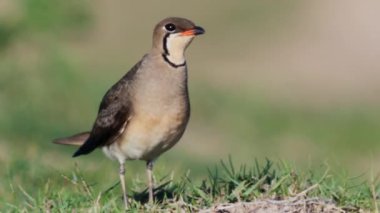 Doğal ortamında yakalı pratincole (Glareola pratincola)