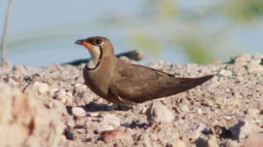 Doğal ortamında yakalı pratincole (Glareola pratincola)