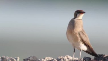 Doğal ortamında yakalı pratincole (Glareola pratincola)