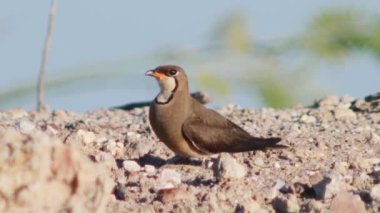 Doğal ortamında yakalı pratincole (Glareola pratincola)