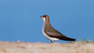 Doğal ortamında yakalı pratincole (Glareola pratincola)