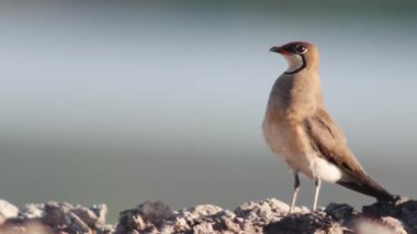Doğal ortamında yakalı pratincole (Glareola pratincola)