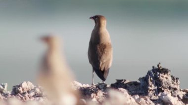 Doğal ortamında yakalı pratincole (Glareola pratincola)