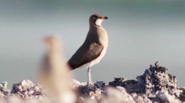 Doğal ortamında yakalı pratincole (Glareola pratincola)