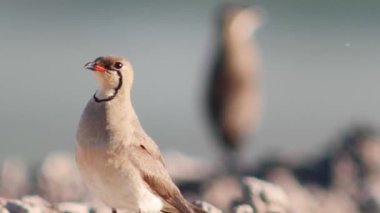 Doğal ortamında yakalı pratincole (Glareola pratincola)
