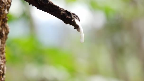 Close Látex Leitoso Extraído Árvore Borracha — Vídeo de Stock
