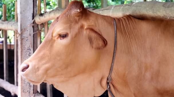 Braune Thailändische Kuh Auf Bauernhof Thailand — Stockvideo