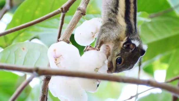 Close Video Chipmunk Eating White Fruit Tree — Stock Video