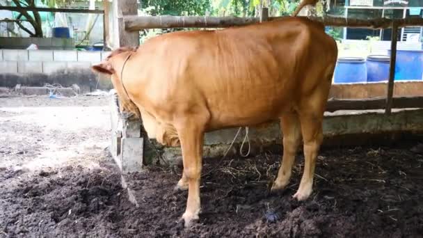 Коричнева Тайська Корова Фермі Таїланді — стокове відео