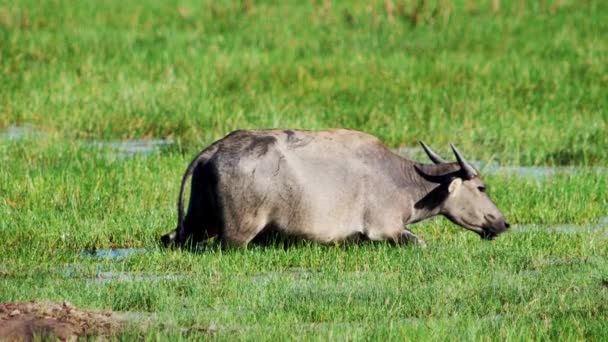 水牛在夏天的炎热中洗澡 时间流逝 — 图库视频影像