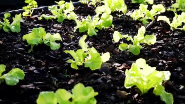 Bahçede yetişen yeşil organik marul