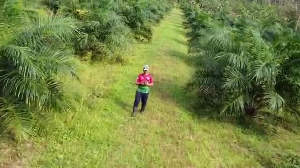 Videoclipul Aerian Omului Care Merge Lungul Plantațiilor Mari Palmieri Petrol — Videoclip de stoc