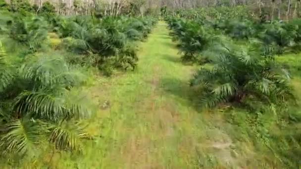 Vidéo Aérienne Une Grande Plantation Palmiers Huile Thaïlande — Video