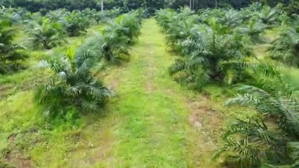 Nagranie Lotu Ptaka Plantacji Palm Olejowych Tajlandii — Wideo stockowe