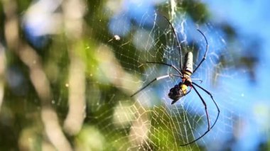 Ormanda örümcektir, yakın plan.