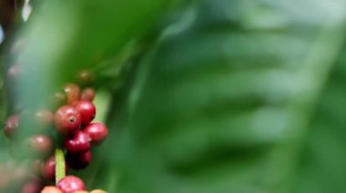 Olgun fasulyeli kahve bitkisi. Kahve çekirdekleri dalda olgunlaşıyor. Arabika ve robusta kahvesi.