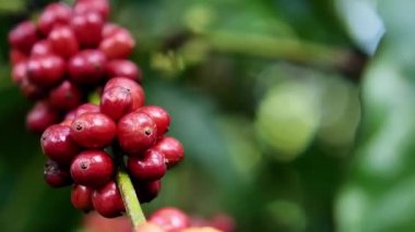 Olgun fasulyeli kahve bitkisi. Kahve çekirdekleri dalda olgunlaşıyor. Arabika ve robusta kahvesi.