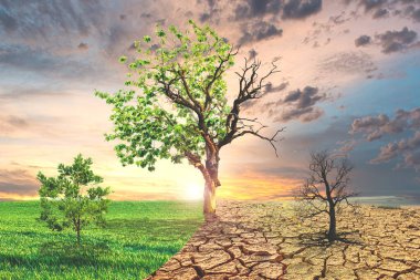 A striking image depicting the impact of climate change with a tree transitioning from lush green to barren dry, symbolizing environmental transformation. clipart