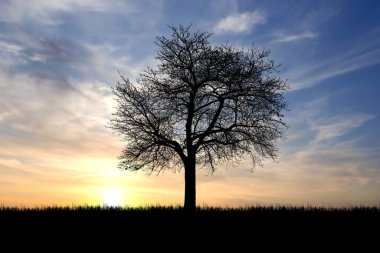 İnce bulutları ve çimenli ufku olan, renkli bir günbatımı gökyüzüne karşı silueti olan yalnız bir ağaç..