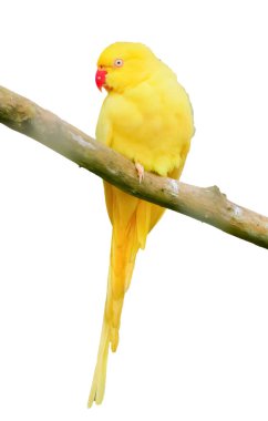 Canlı sarı bir muhabbet kuşu beyaz bir arka planda bir dala tünemişti. Vahşi yaşam ve doğa temalı projeler için ideal.