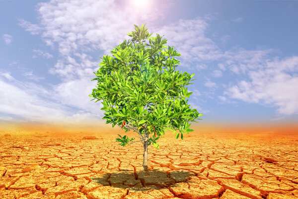 A solitary green tree stands resilient in a dry, cracked desert landscape under a bright sun and blue sky.