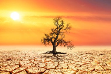 Çatlamış, çorak bir çöl manzarasında gün batımında tek başına duran bir ağaç dayanıklılığı ve hayatta kalmayı simgeler..