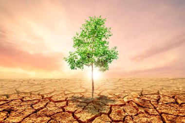 Çorak bir çölde yalnız yeşil bir ağaç ayakta duruyor. Çatlak bir toprak, çarpıcı bir günbatımı gökyüzü tarafından aydınlatılıyor..