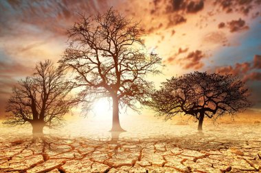 Çatlak, kuru toprak üzerinde dramatik bir günbatımına karşı siluetli ağaçlar kuraklığın ve iklim değişikliğinin etkisini vurguluyor..