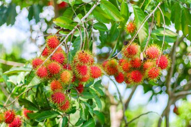 Brightly colored rambutan fruits on tree branches in a lush tropical orchard clipart