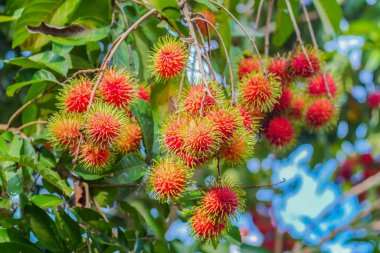 Bereketli yeşil yapraklarla çevrili, tropik bir bahçedeki ağaç dallarından sarkan renkli rambutan meyvelerinin yakın çekimi..