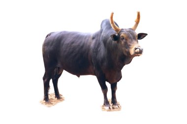 Beyaz arka planda duran büyük boynuzlu siyah boğa güçlü ve güçlü fiziğini sergiliyor..