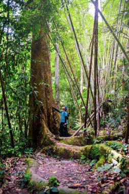 Yoğun bir tropikal yağmur ormanını keşfeden bir insan, yüksek ağaçlar ve gür yeşilliklerle çevrili, doğanın vahşi doğasının güzelliğini gözler önüne seriyor..