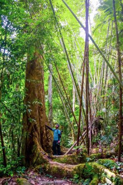 Bir adam yoğun bir tropikal yağmur ormanında duruyor, uzun ağaçlar ve gür yeşilliklerle çevrili, doğanın ve maceranın güzelliğini gözler önüne seriyor..